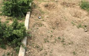قلع و قمع شبانه درختان فضای سبز چیذر توسط ماموران شهرداری