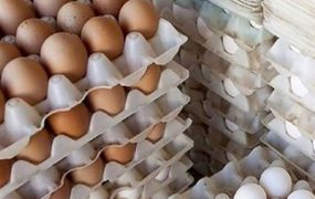 قیمت هر شانه تخم مرغ به ۳۹ هزار تومان کاهش یافت