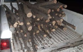 مجروح شدن مامور منابع‌طبیعی لردگان در درگیری با قاچاقچیان چوب