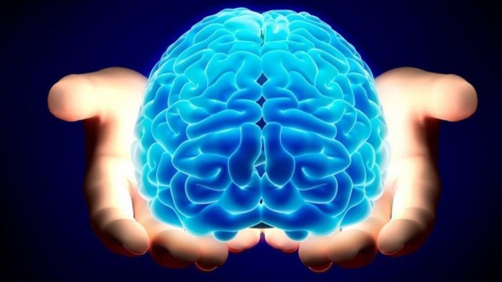 مغز