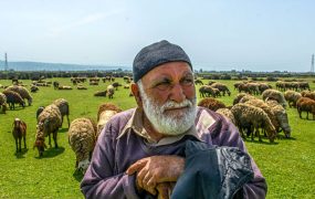 پتروشیمی میانکاله