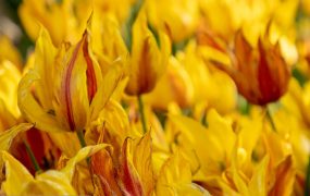 پنجمین جشنواره گل‌های لاله - اراک