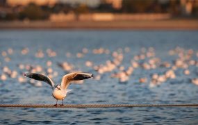 چه پرنده‌هایی در نقاط مختلف شهر زندگی می‌کنند؟