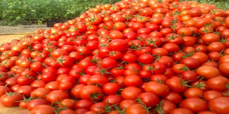گوجه فرنگی و کاهش وزن