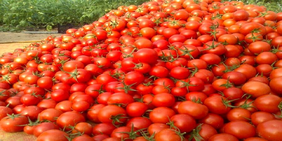 گوجه فرنگی و کاهش وزن