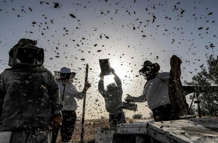 دیدنی های امروز؛ جشن روز پیروزی در روسیه فصل جمع آوری عسل از کندوهای زنبور عسل