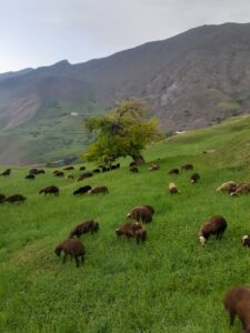 کوشک الموت