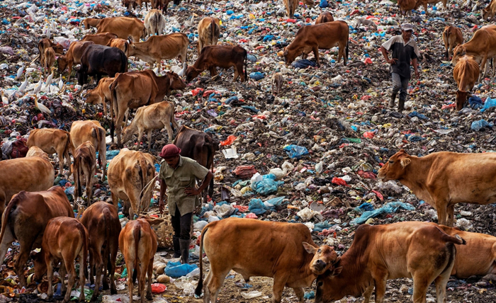 تغذیه گاوها در محل انباشت زباله