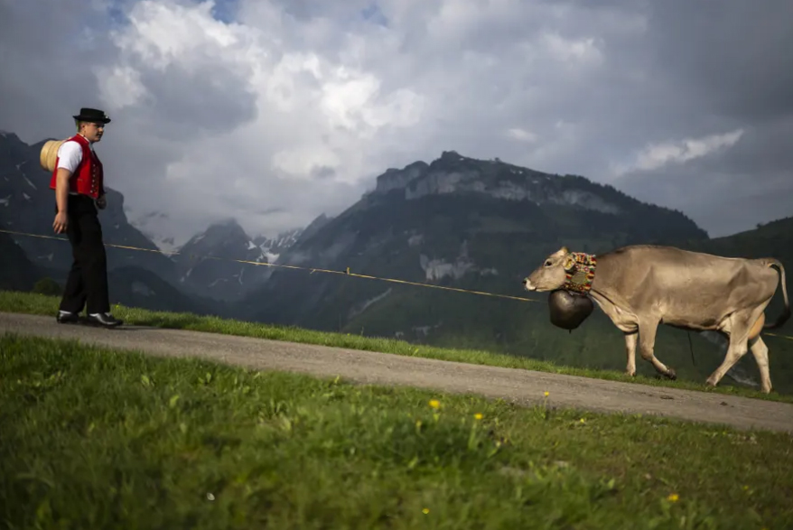 دیدنی های امروز؛ از تیراندازی مرگبار در آمریکا تا روز "نکبت" چرای دام ها در رشته کوه های آلپ