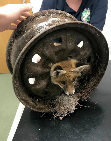 گیر کردن یک توله روباه در چرخ یک ماشین قدیمی در لندن