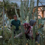 محلات، شهر گل ایران