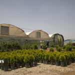 محلات، شهر گل ایران