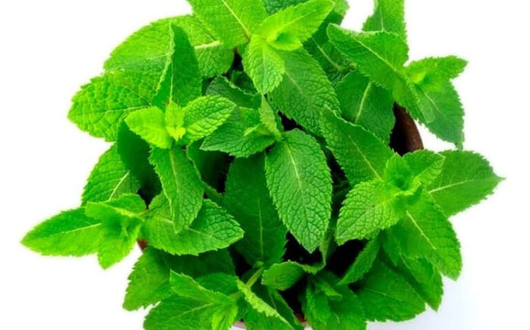 بوییدن پونه کوهی و افزایش انرژی بدن