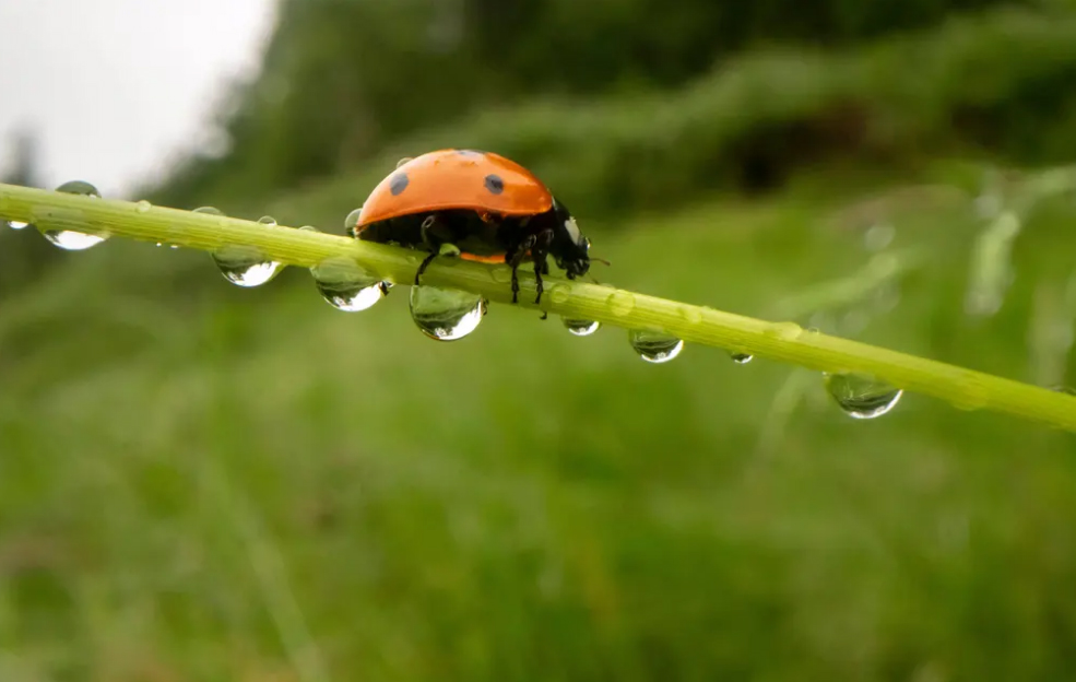 کفش دوزک در هوای بارانی