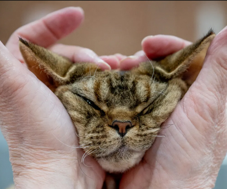 نمایشگاه گربه خانگی در انگلیس