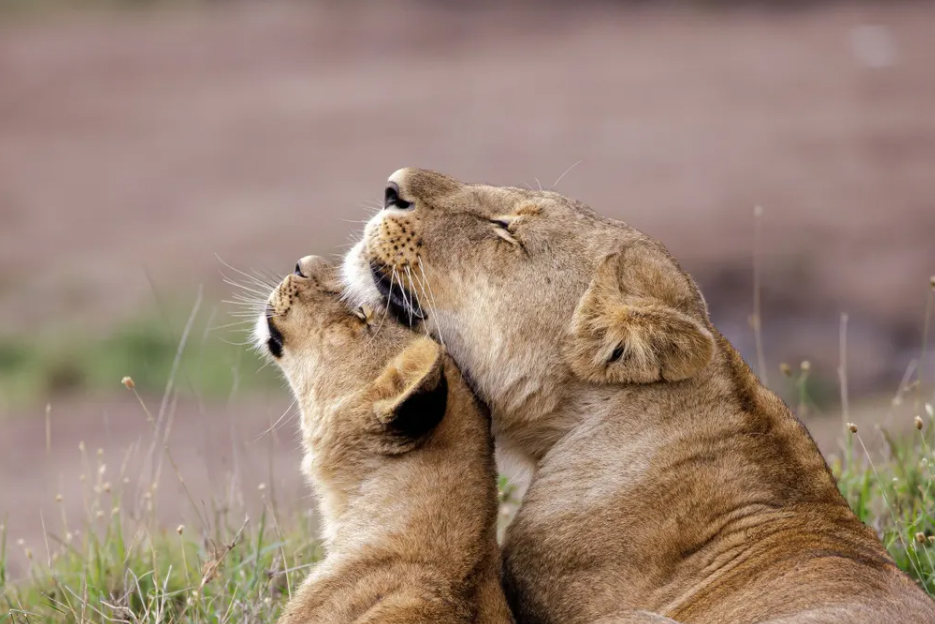 دیدنی های امروز؛ از برچیدن لوگوهای مک دونالد در روسیه تا اعتراضات مسلمانان هند پارک ملی نایروبی در کنیا