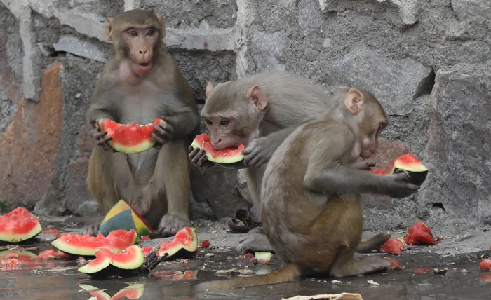 دیدنی های امروز؛ از برچیدن لوگوهای مک دونالد در روسیه تا اعتراضات مسلمانان هند میمون ها در حال خوردن هندوانه