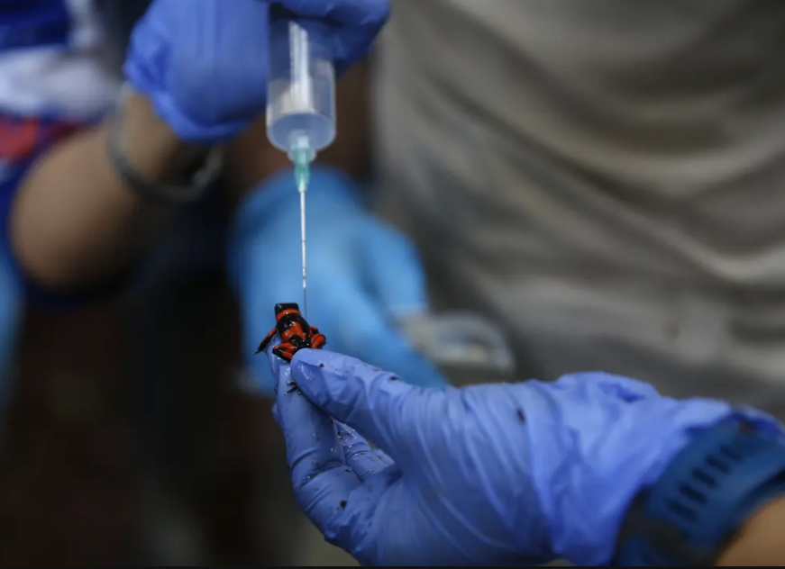 دیدنی های امروز؛ از جشنواره های تابستانی تا رستوران جایگزین مک دونالد در روسیه پروژه رهاسازی در طبیعت و بازسازی زیستگاه قورباغه سمی "لِمان"