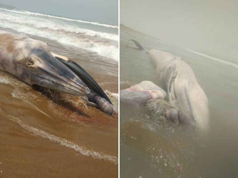 کشف لاشه یک نهنگ در ساحل بندر بریس سیستان و بلوچستان