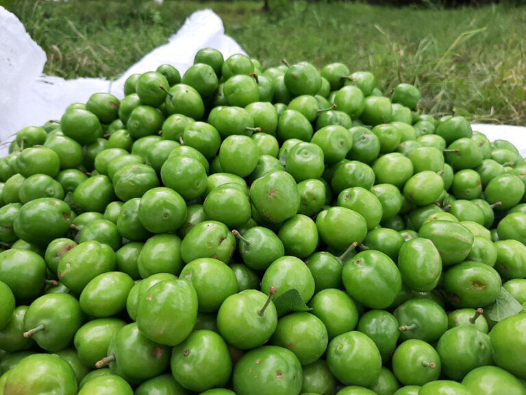 گوجه سبز