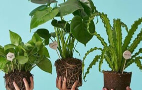 گیاهان خنک کننده هوای خانه