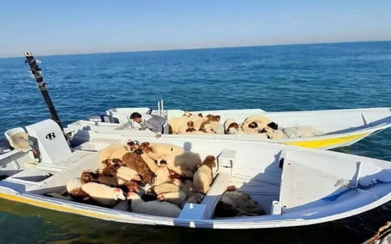 یک قایق حامل قاچاق دام زنده در آب های قشم توقیف شد