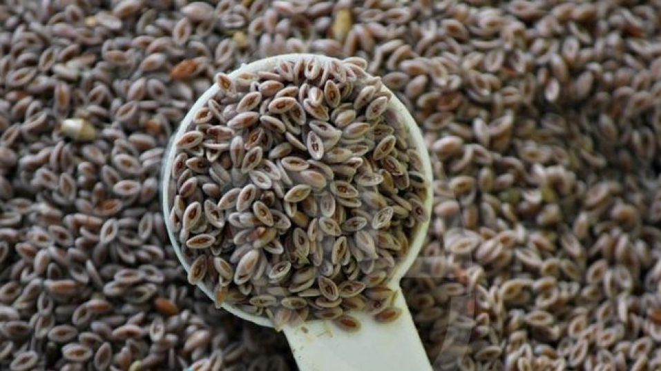 گیاهان مفید برای درمان دیابت