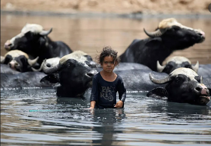 آب تنی گاومیش ها در رودخانه