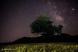 برداشت خوشه‌های طلایی - مازندران
