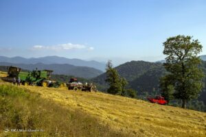 برداشت خوشه‌های طلایی - مازندران