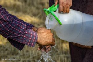 برداشت خوشه‌های طلایی - مازندران