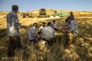 برداشت خوشه‌های طلایی - مازندران