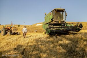 برداشت خوشه‌های طلایی - مازندران