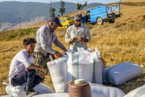برداشت خوشه‌های طلایی - مازندران