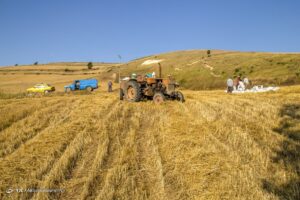 برداشت خوشه‌های طلایی - مازندران