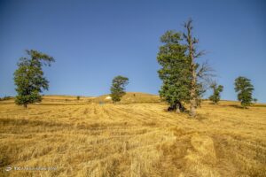 برداشت خوشه‌های طلایی - مازندران