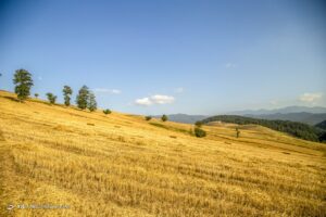 برداشت خوشه‌های طلایی - مازندران