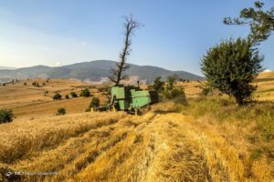 برداشت خوشه‌های طلایی - مازندران