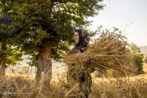 برداشت خوشه‌های طلایی - مازندران