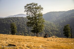 برداشت خوشه‌های طلایی - مازندران