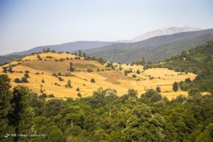 برداشت خوشه‌های طلایی - مازندران