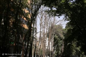 روایت تصویری از خشک شدن ده درخت خیابان ولیعصر (عج)