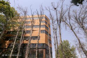 روایت تصویری از خشک شدن ده درخت خیابان ولیعصر (عج)