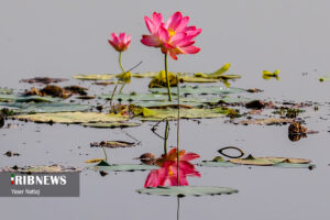 تالاب گل نیلوفر آبی در مازندران