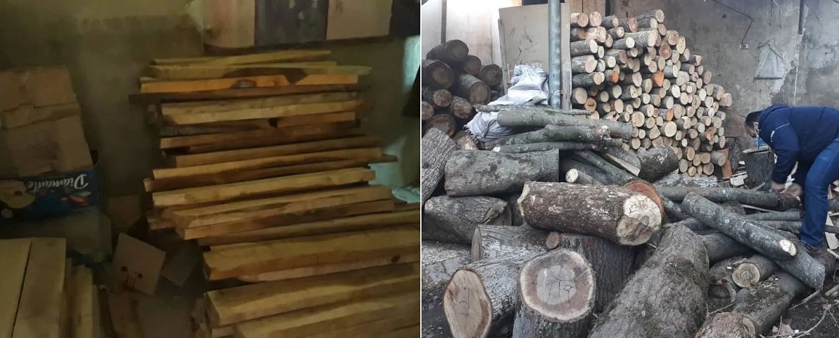 قاچاق چوب - گلستان - تنفس چنگلطرح