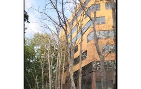 چنارهای خیابان ولیعصر پایتخت را خشکاندند