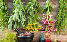 گیاهان مفید برای درمان دیابت