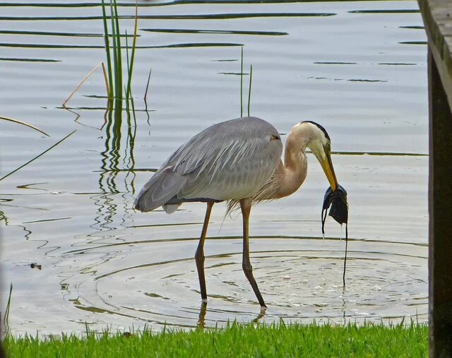 ماسکهای قاتل پرنده ای که در جستجوی خوراک، ماسک نصیبش می شود