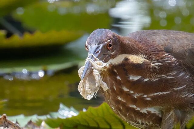ماسکهای قاتل پرندهای که پیچیدن ماسک دور منقارش او را محدود کرده است