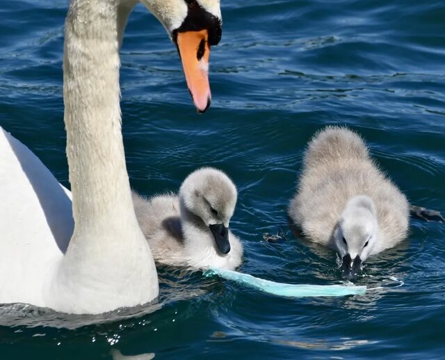 ماسکهای قاتل چالش دو بچه قو با ماسک در حال شنا کردن